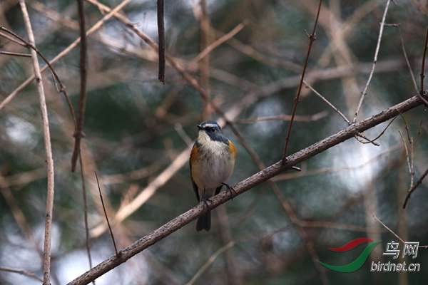 ��˼�� 462.jpg