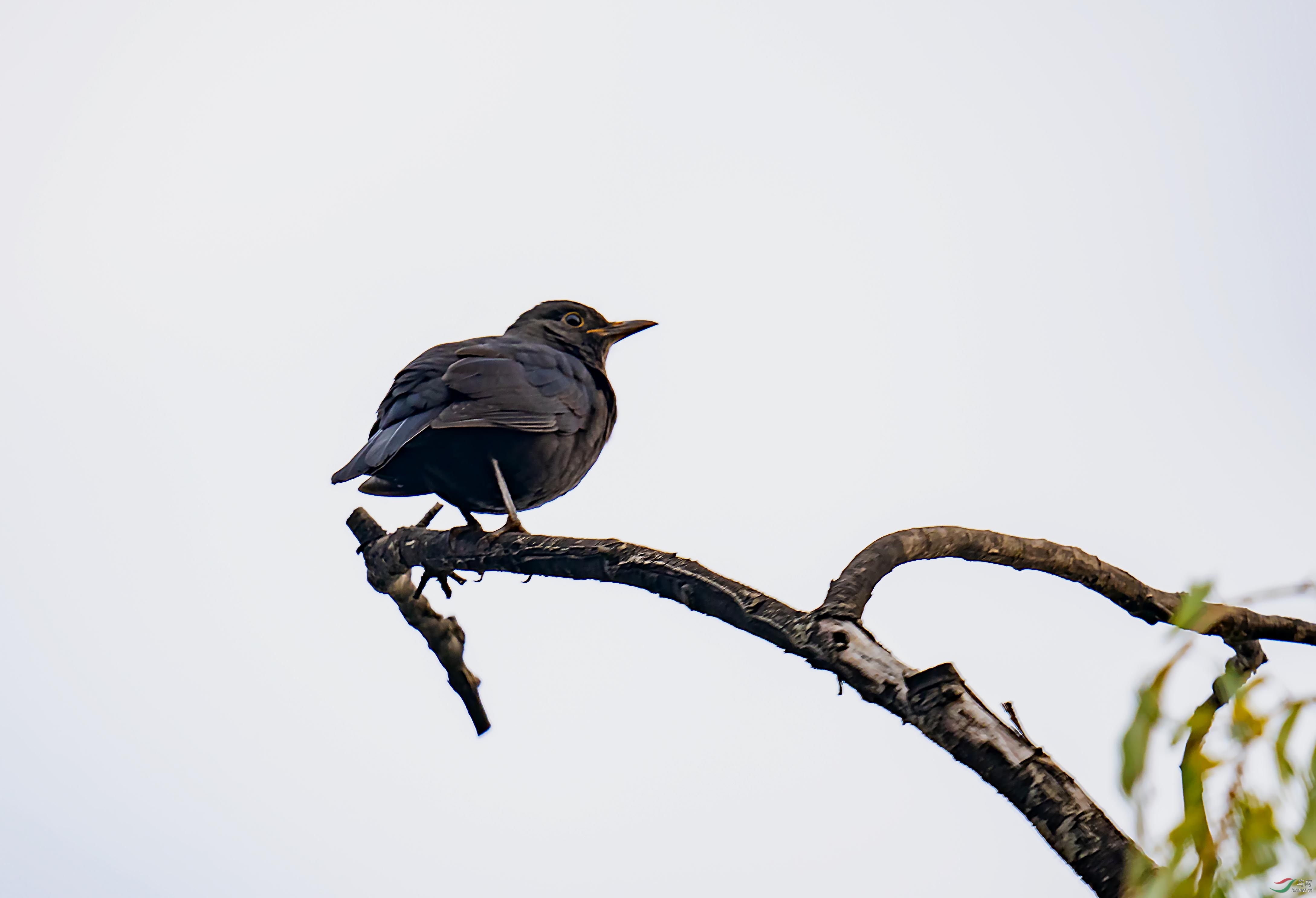 _DSC1729.jpg