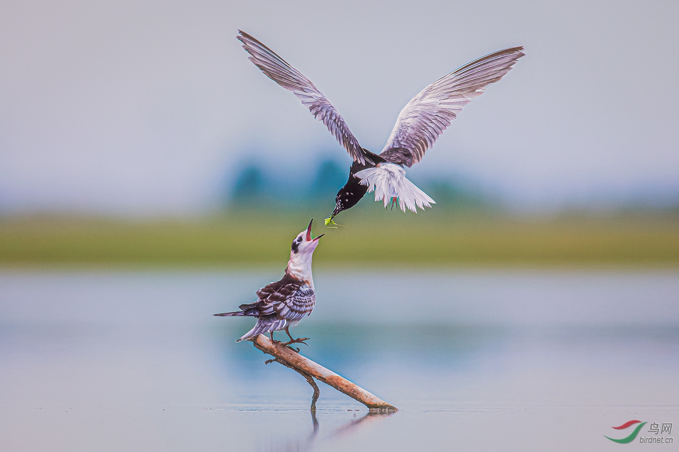 ���ľ� A1 ����.jpg