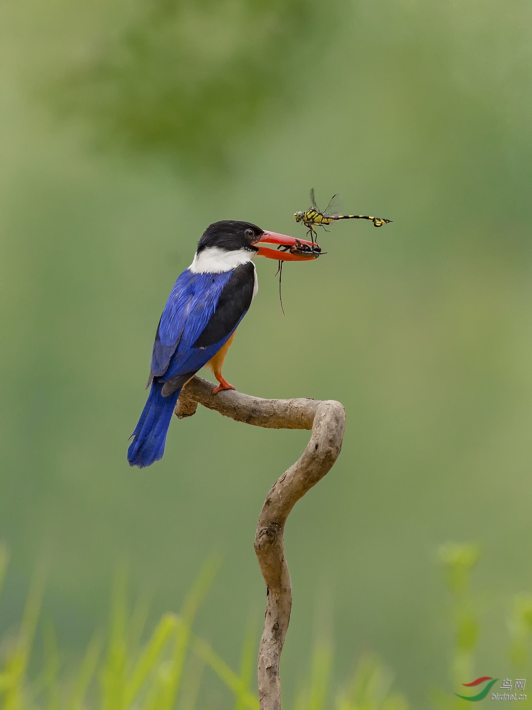 ��Ӣ A1 ��.jpg