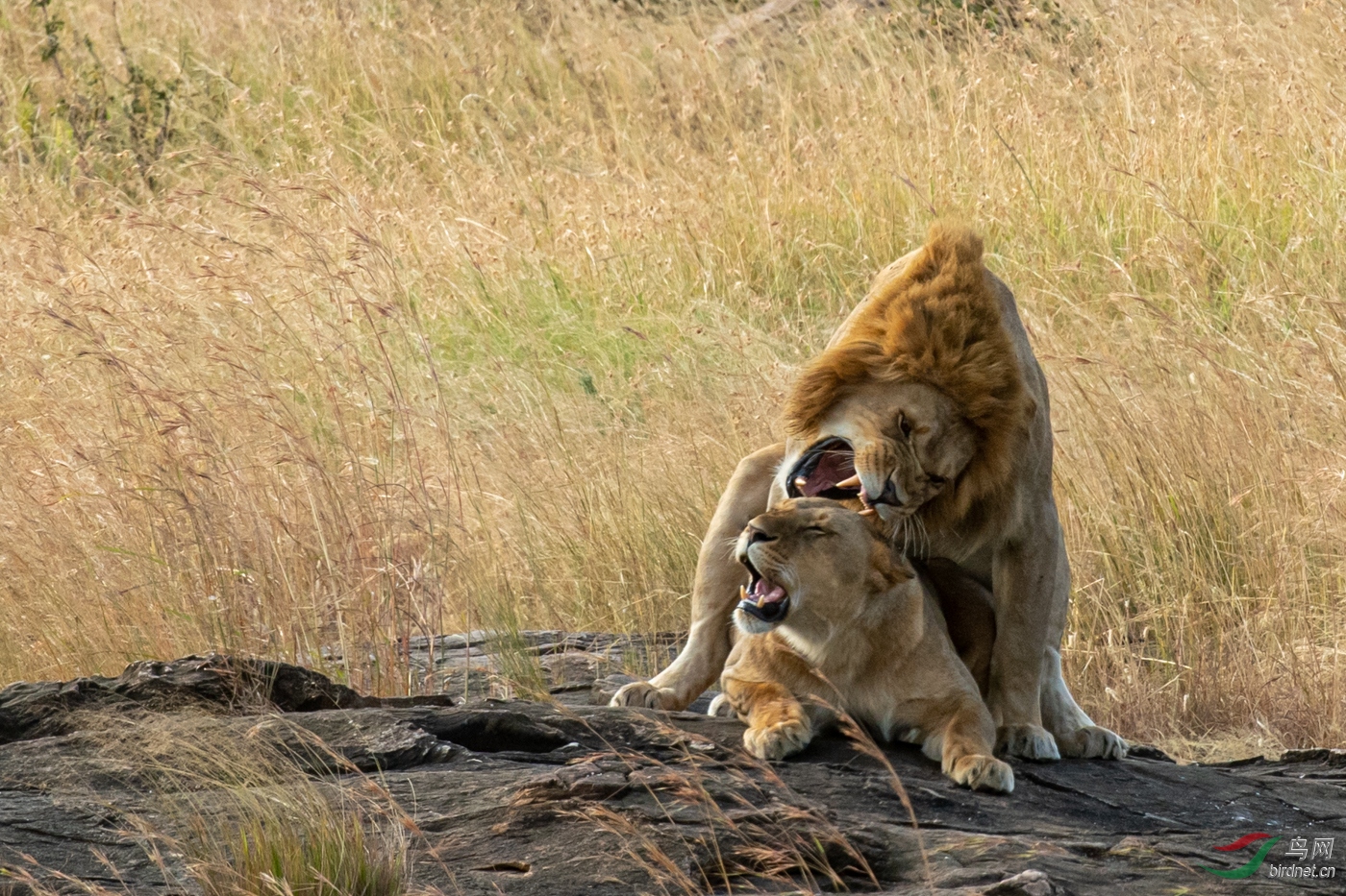 ����ˮ B2 ����.jpg