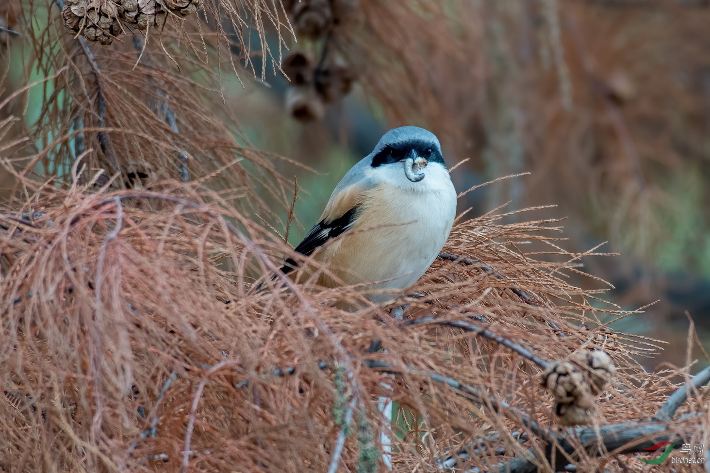 �Գ��Ĳ���15��