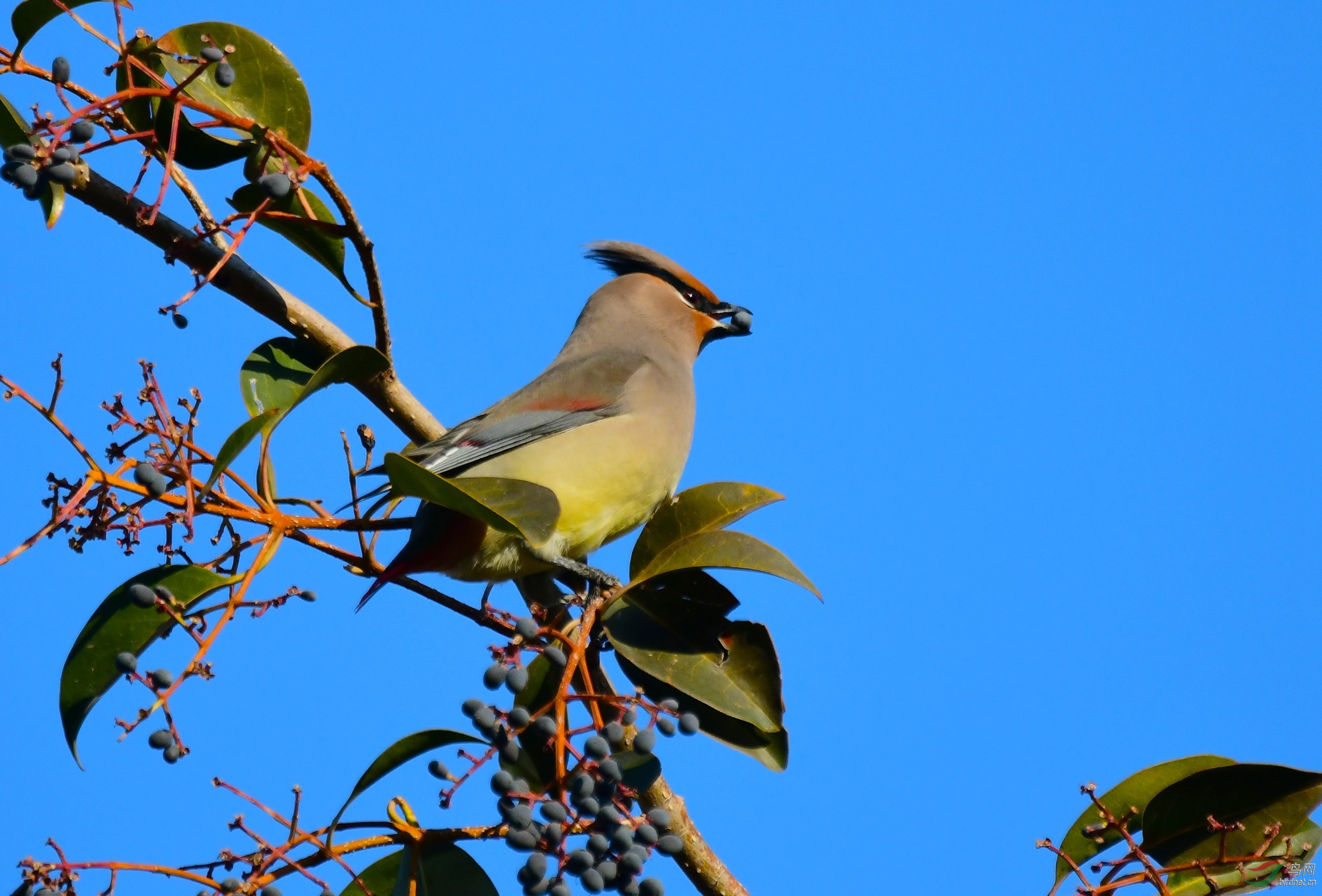 DSC_9483.JPG