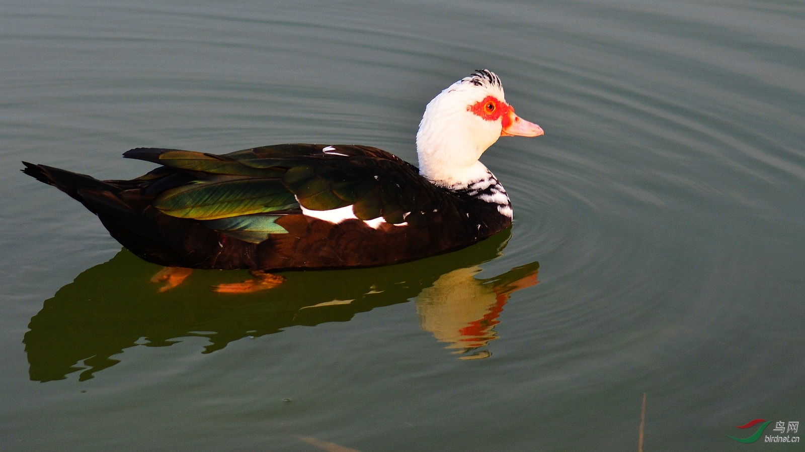 DSC_4066.JPG