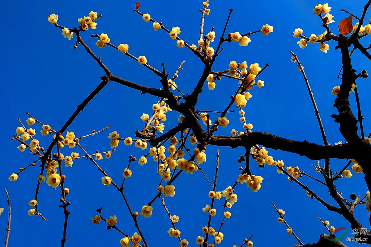 腊梅花开