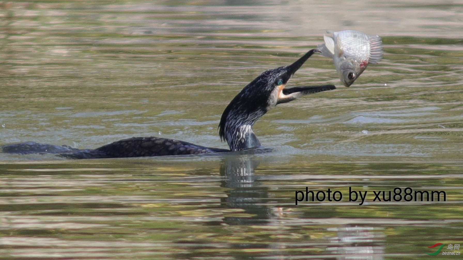 ����Լ50��