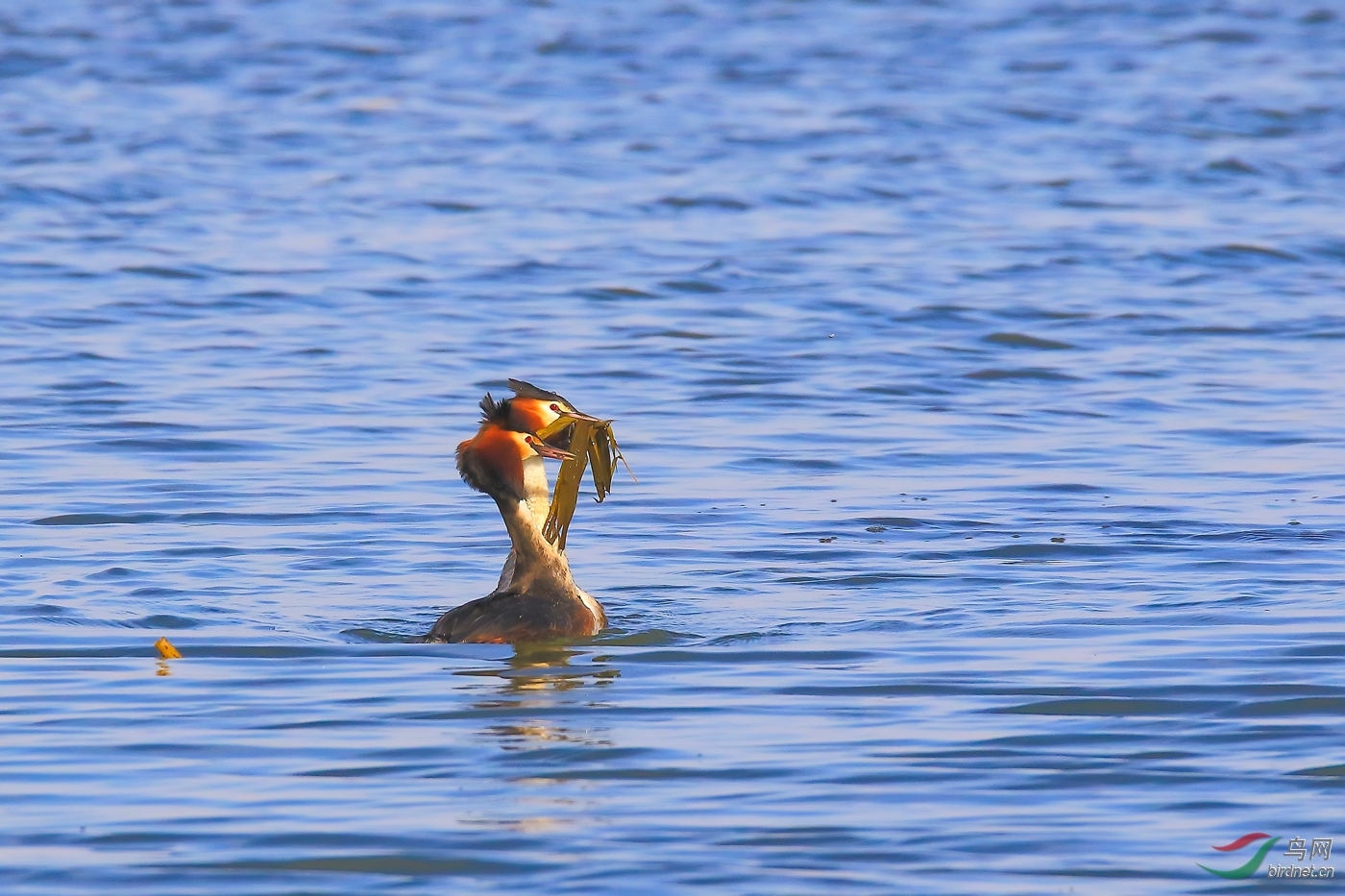 ��ͷ����