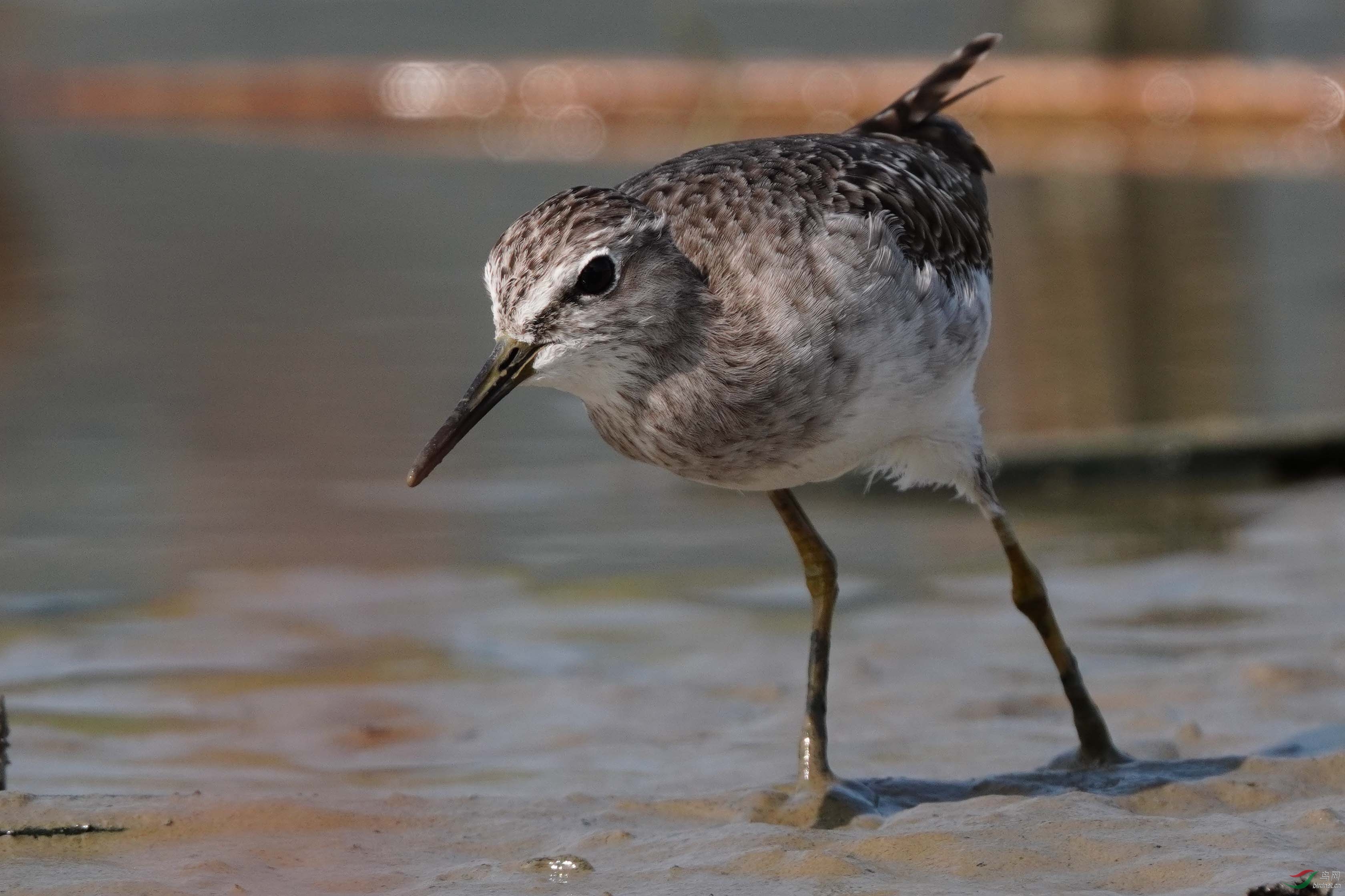 DSC02723 ��ؐ.jpg