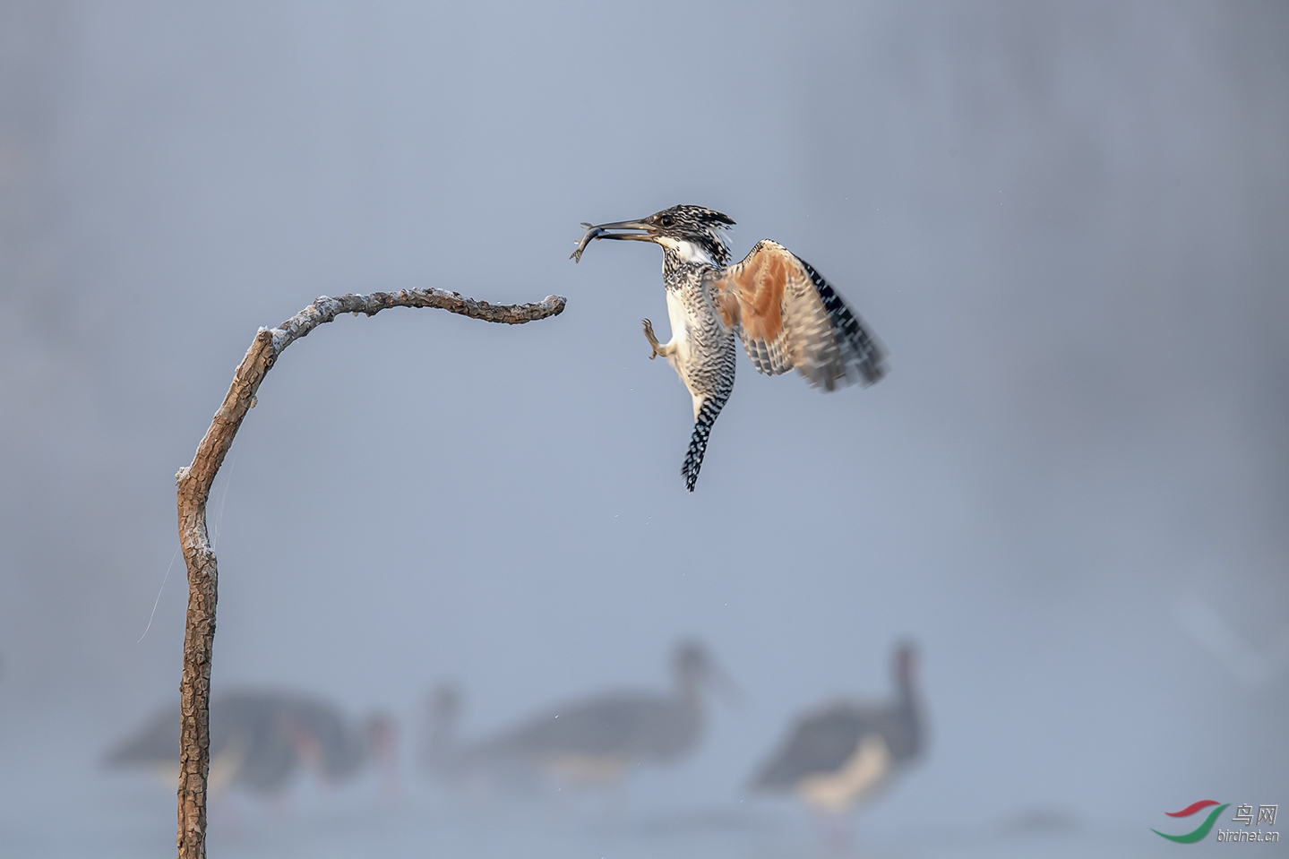 ������ʯ��ׯ�����ء�