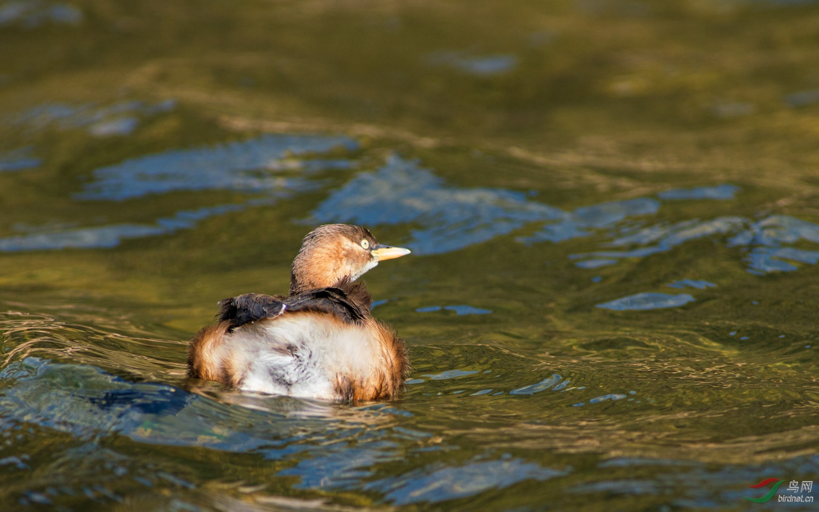 12.16���㵽��С����