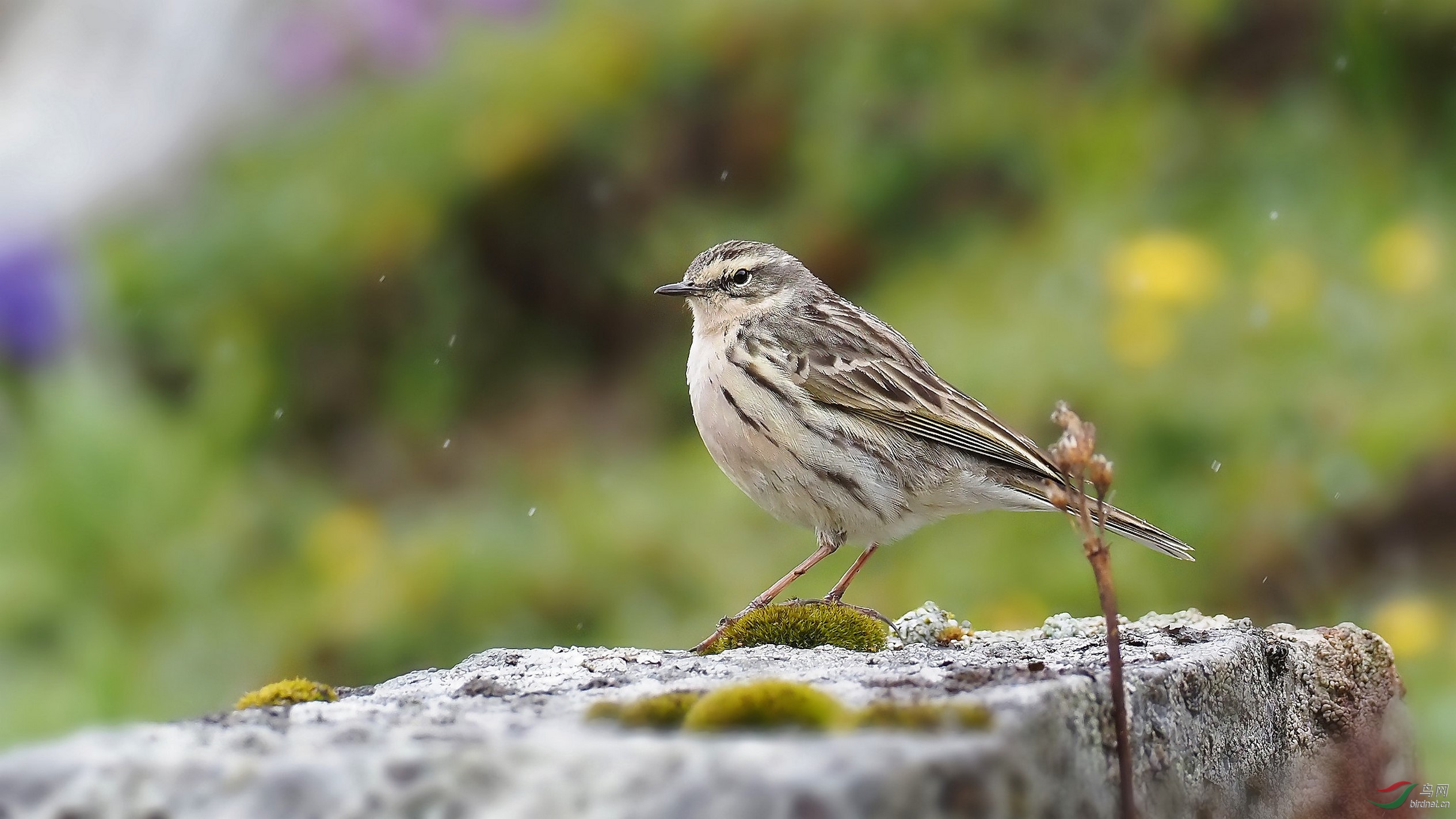 P6065987_����.jpg-1_DxO (����).jpg