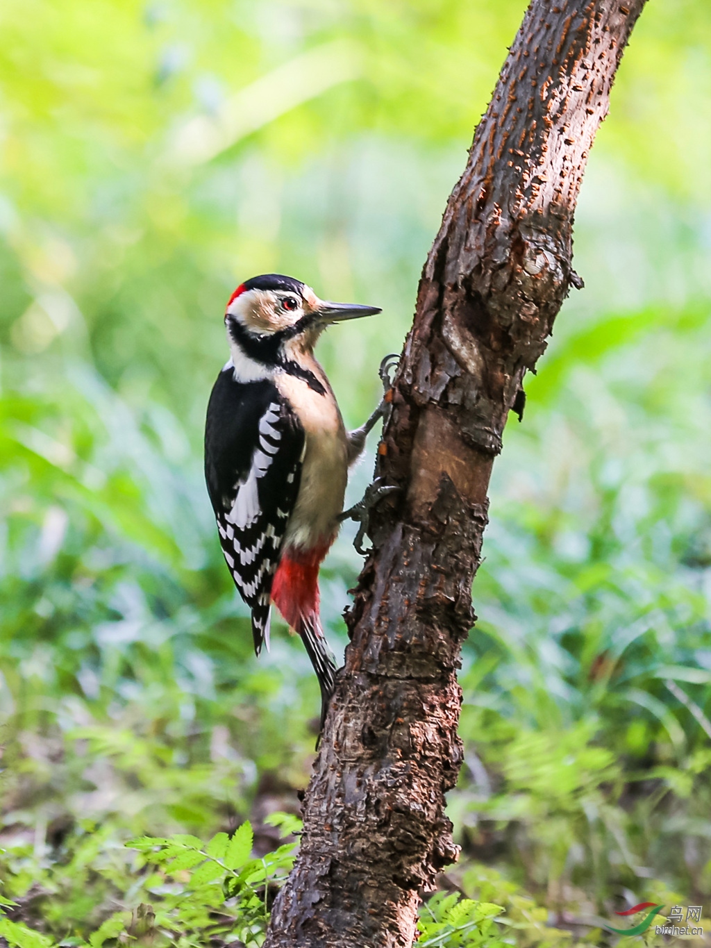大斑啄木鸟