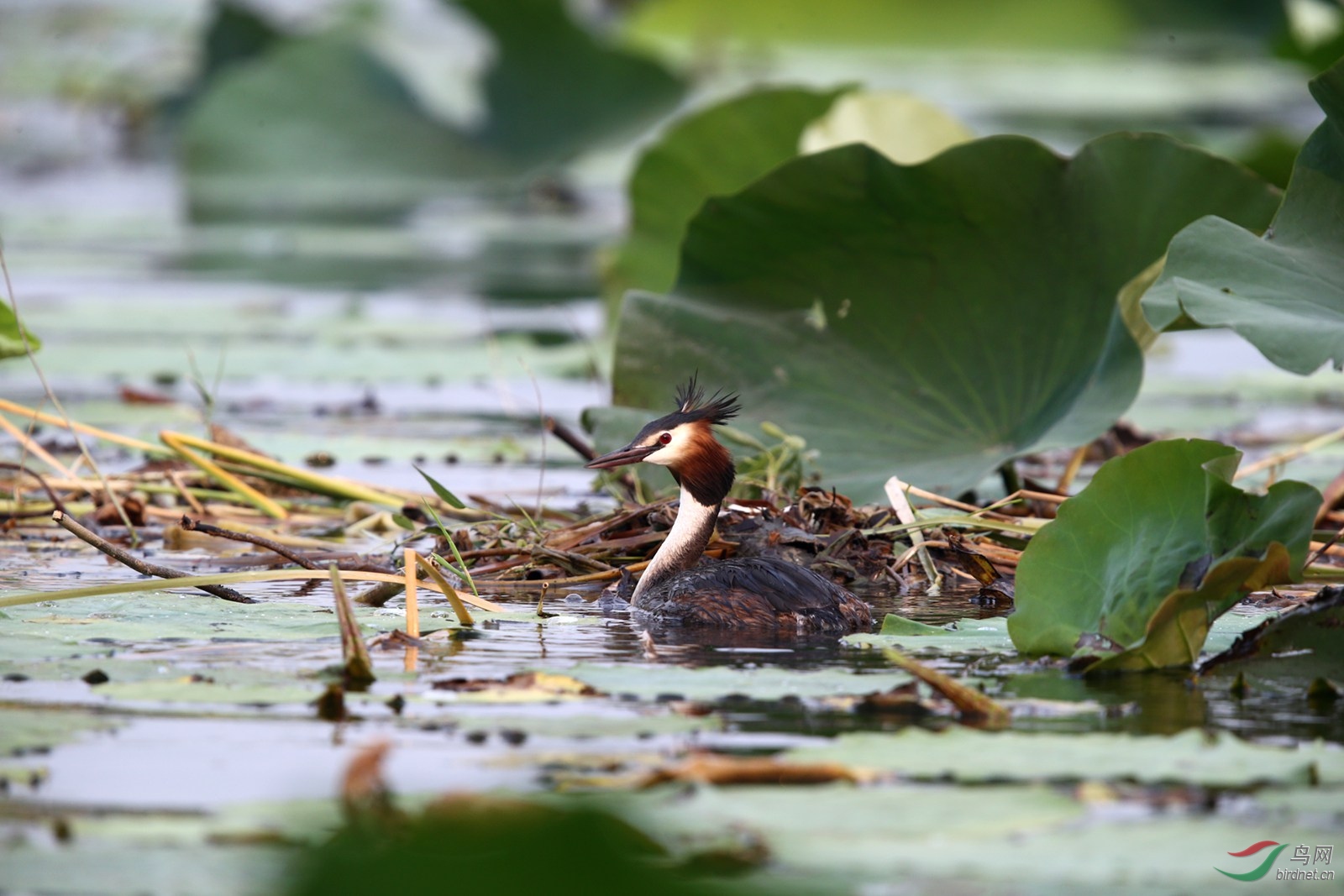DJ4W2695.JPG