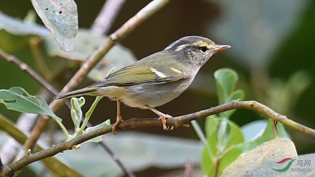 DSC_0802.JPG