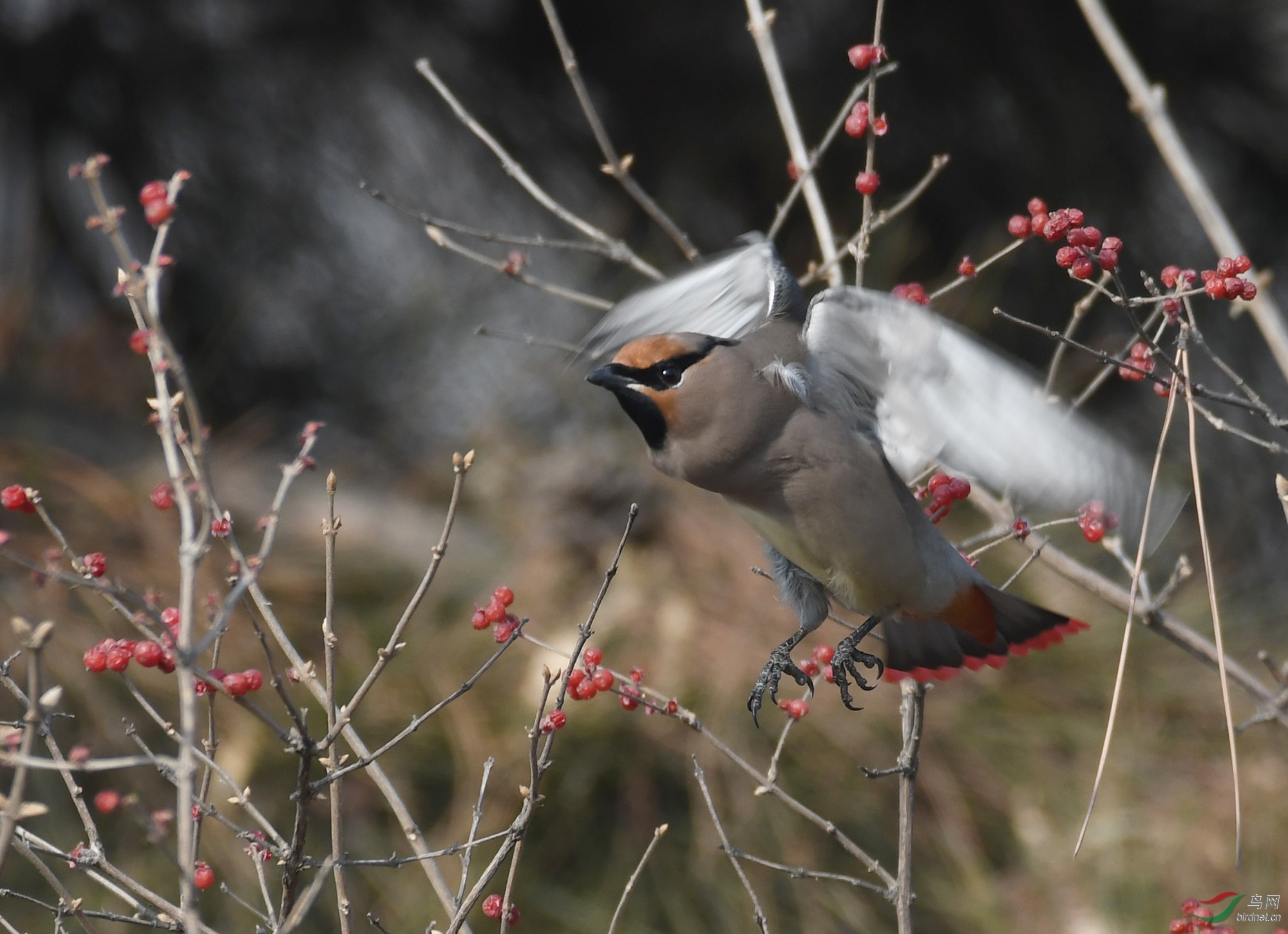 ������Ӱ 3320����.jpg