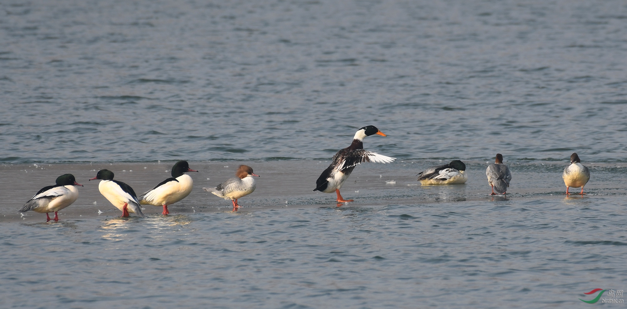 ������Ӱ 3738����.jpg