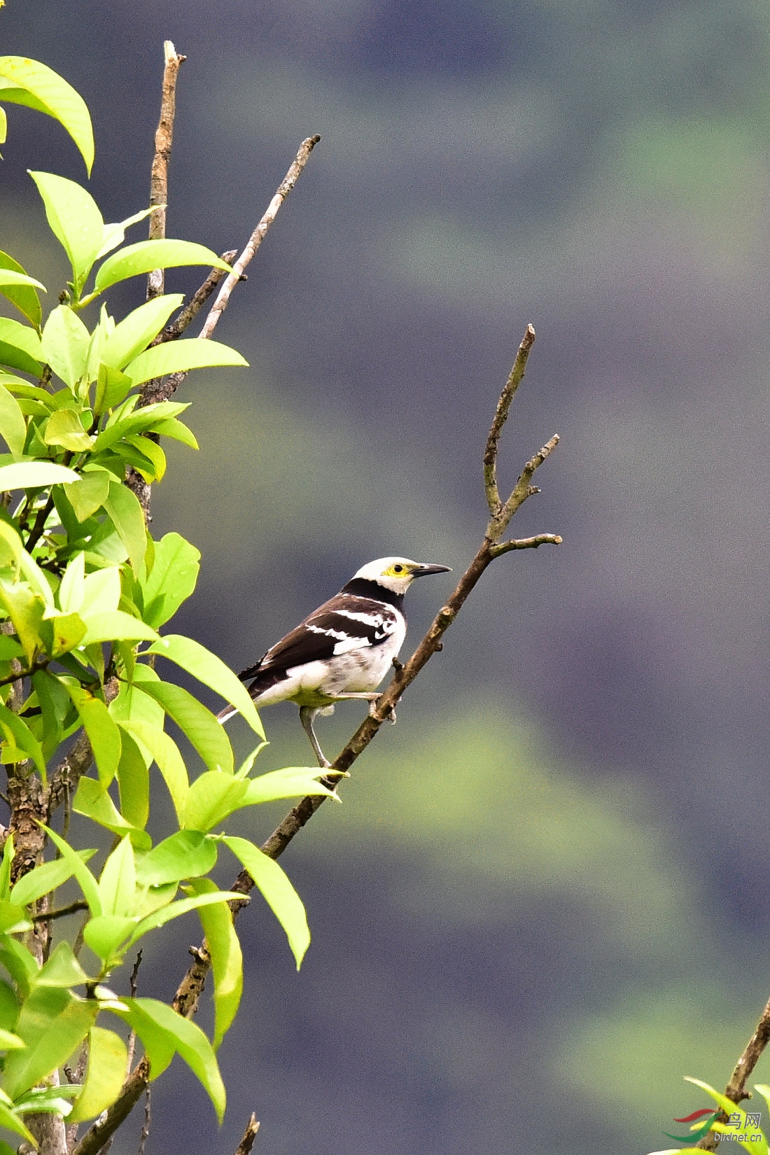 DSC_0686.JPG