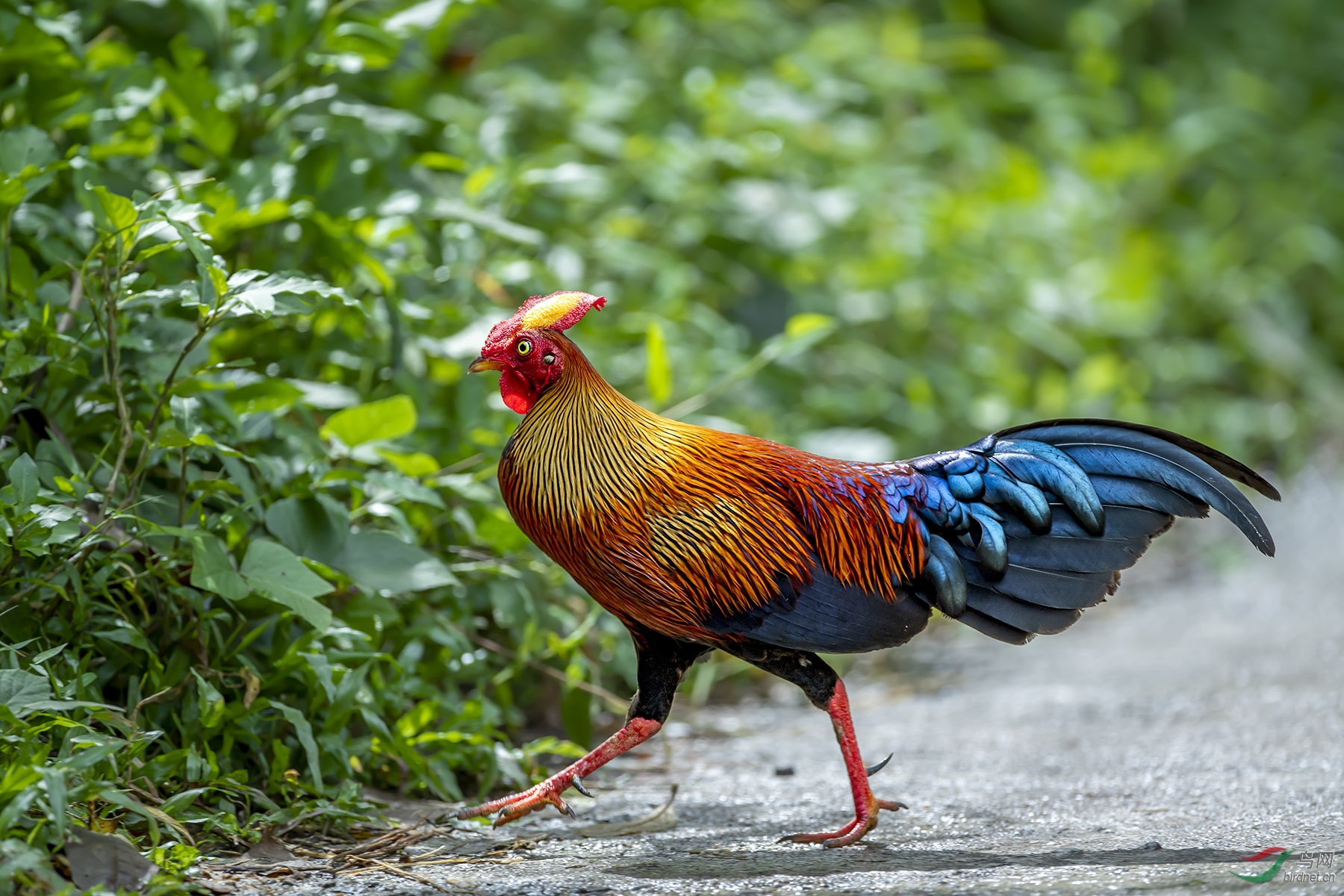 斯里兰卡国鸟.黑尾原鸡