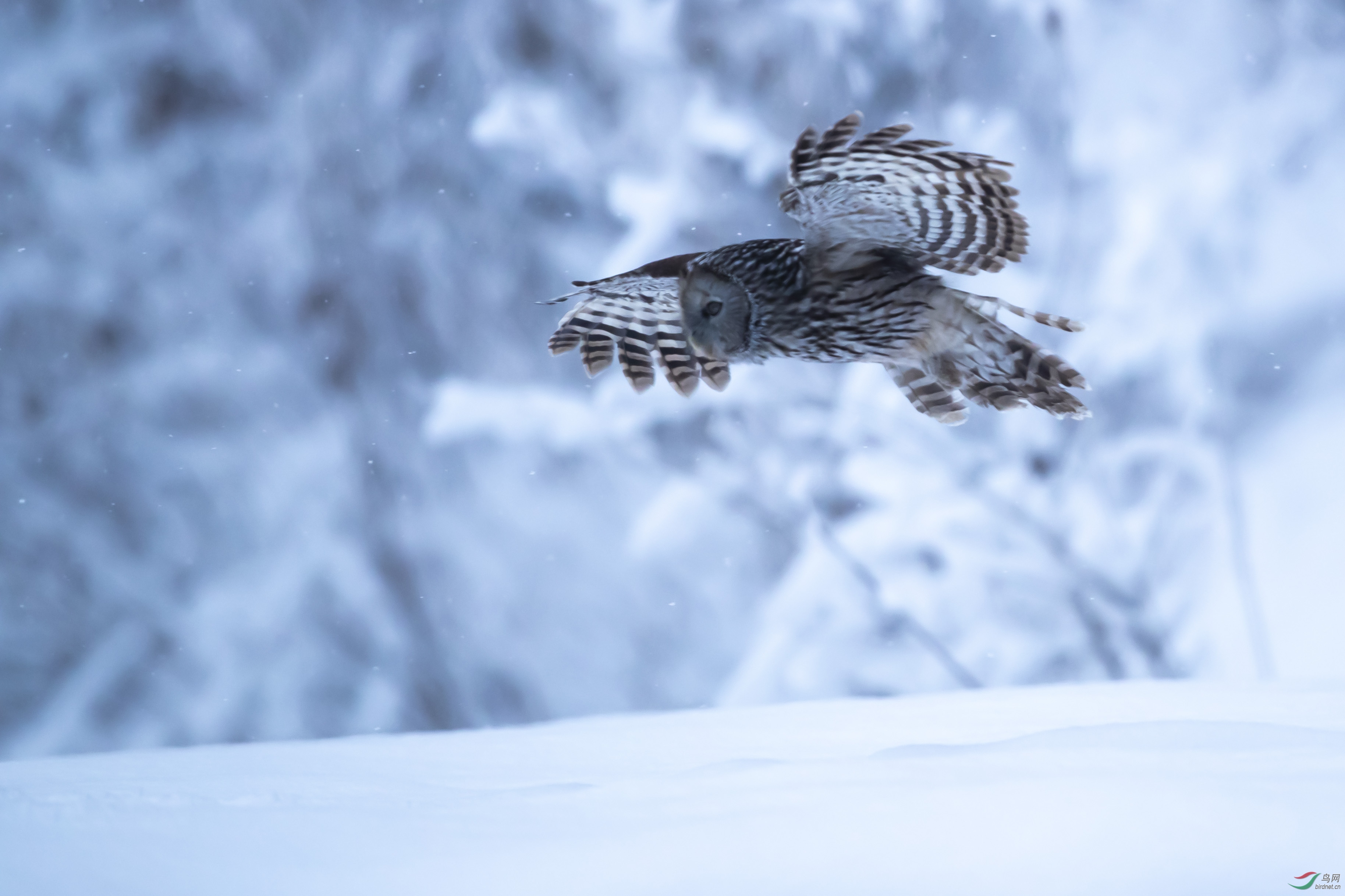 猛禽雪中行长尾林鸮