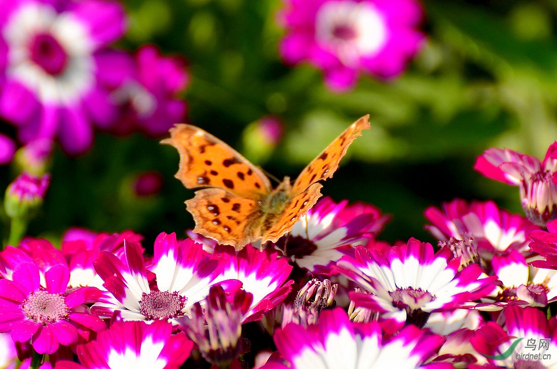 DSC_5076.JPG