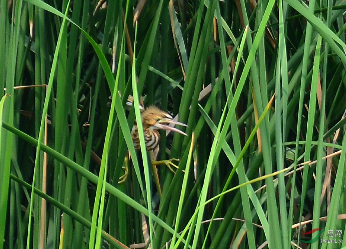DSC_7341.JPG