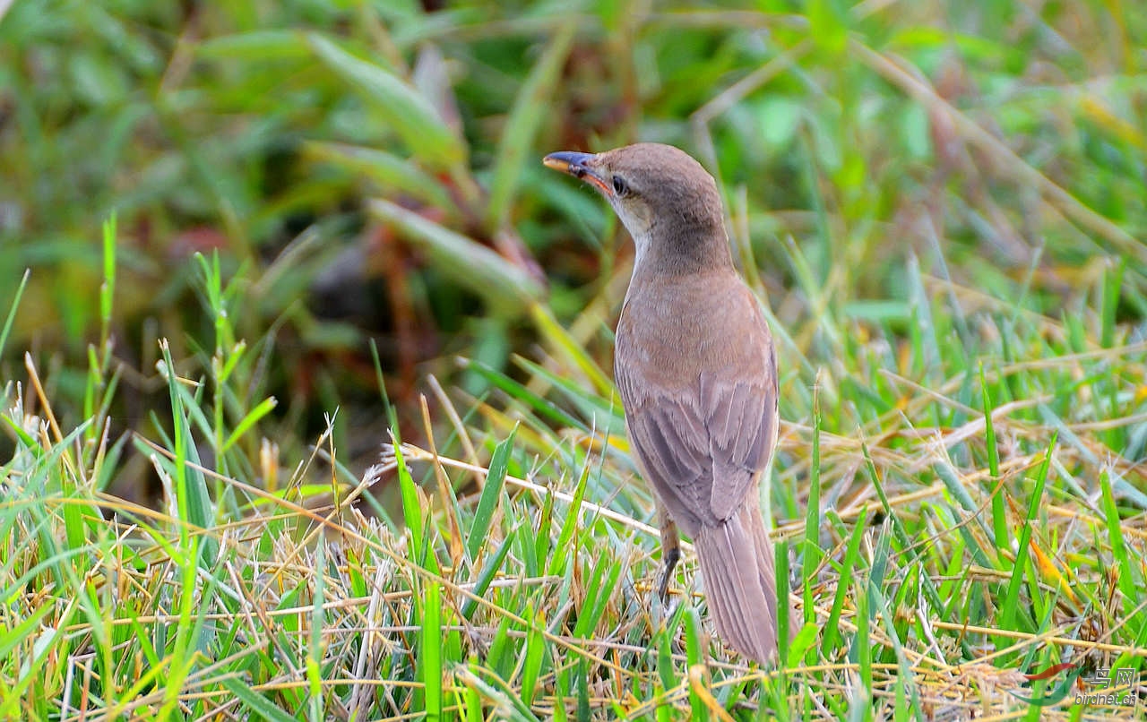 DSC_3954.JPG