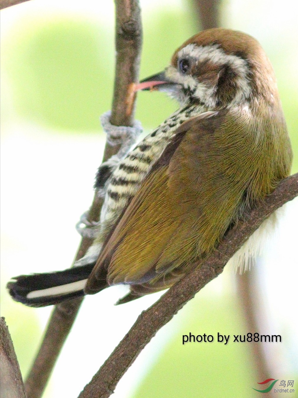 ����Լ4��