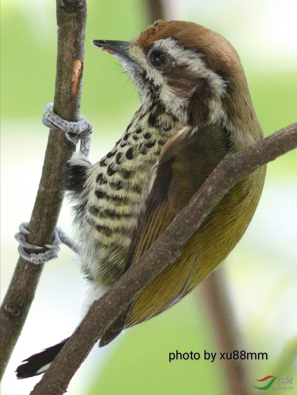 ����Լ4��