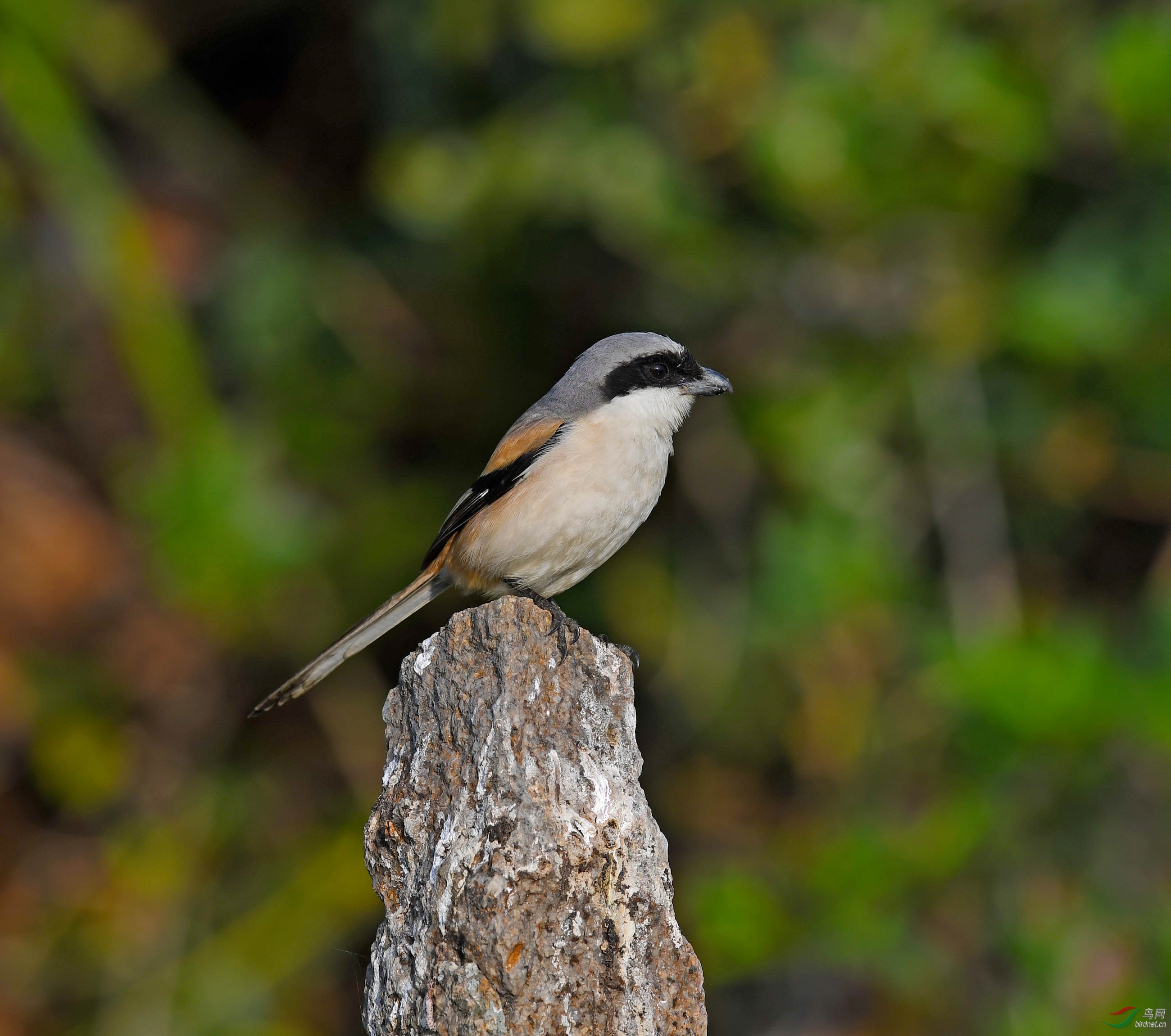 DSC_2654.JPG