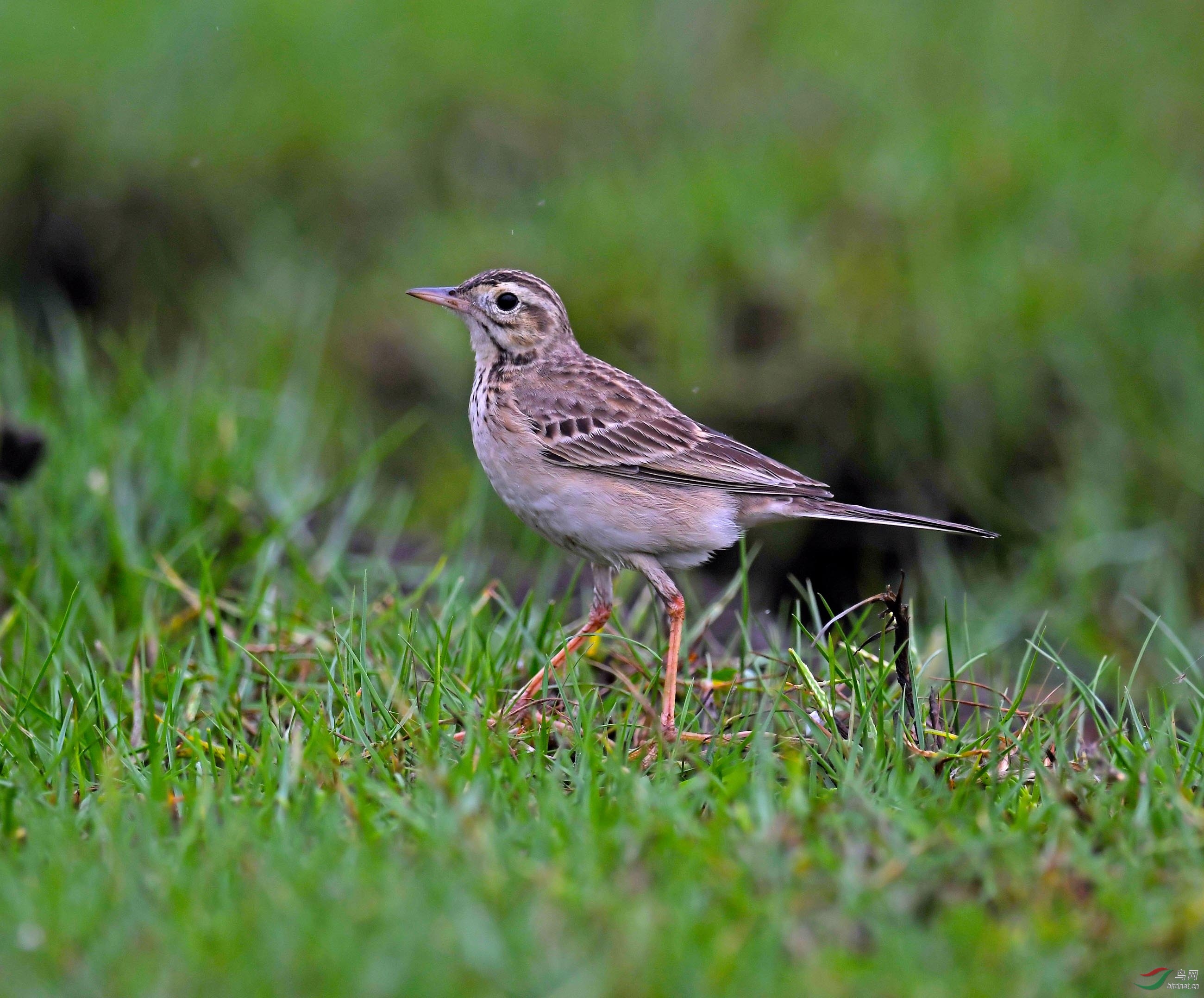 DSC_2574.JPG