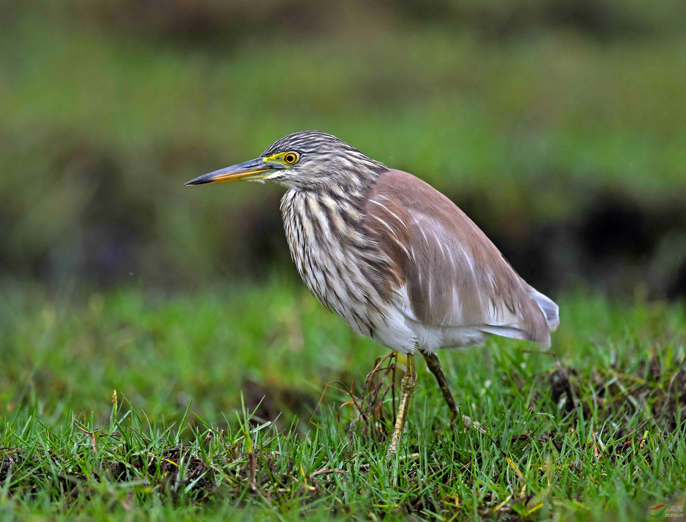海南岛常见鸟类大全图片