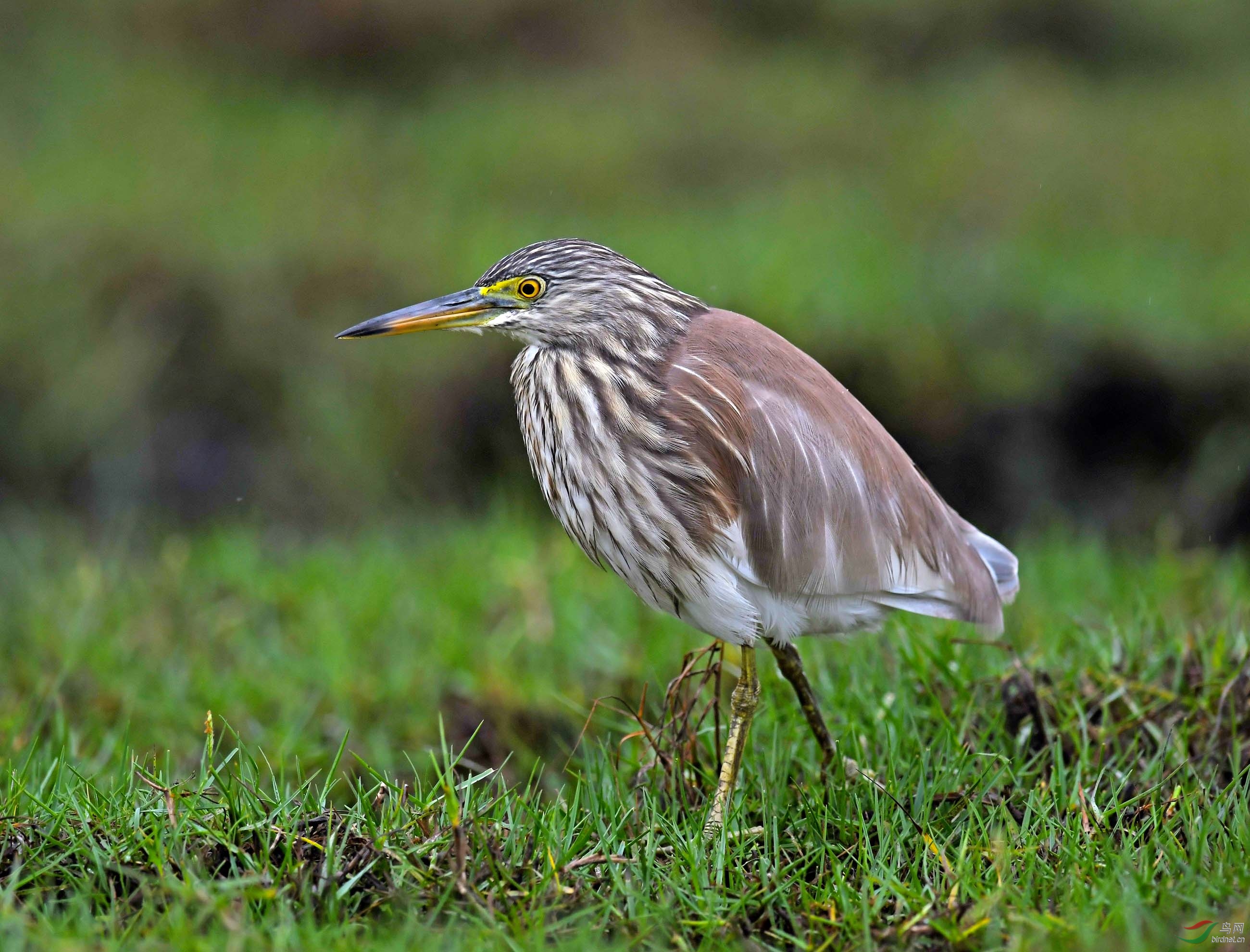 DSC_2576.JPG