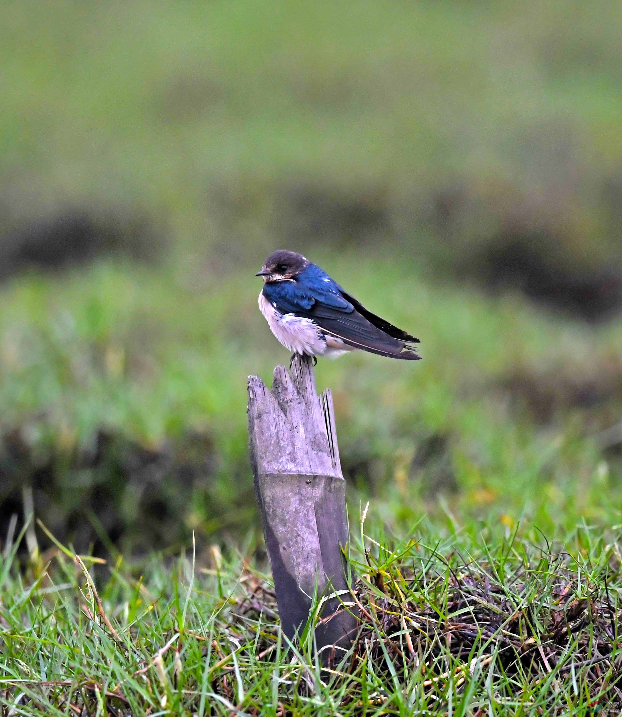 海南万宁市东澳镇拍鸟记