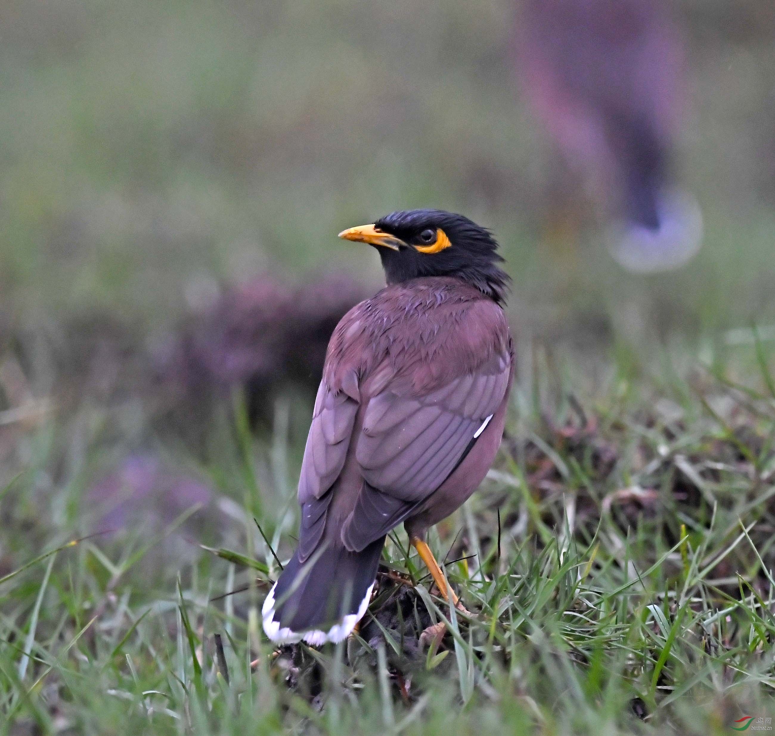 DSC_2602.JPG