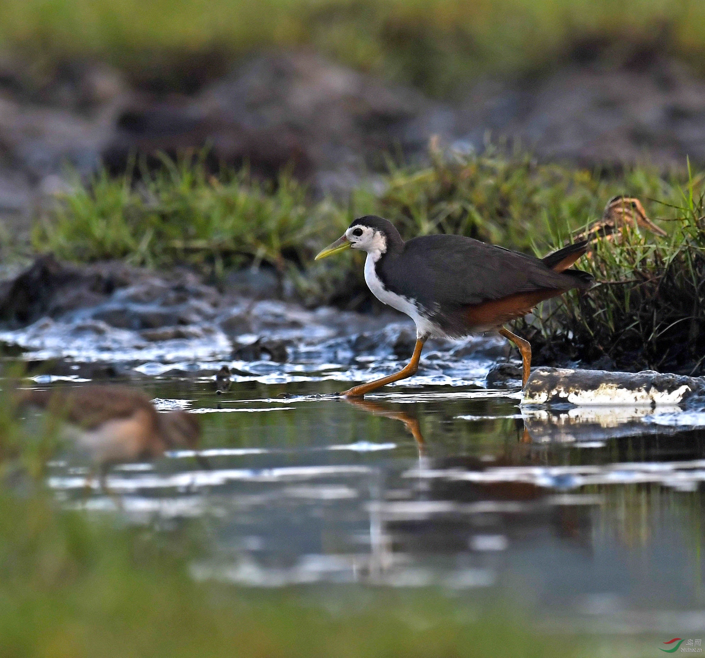 海南万宁市东澳镇拍鸟记