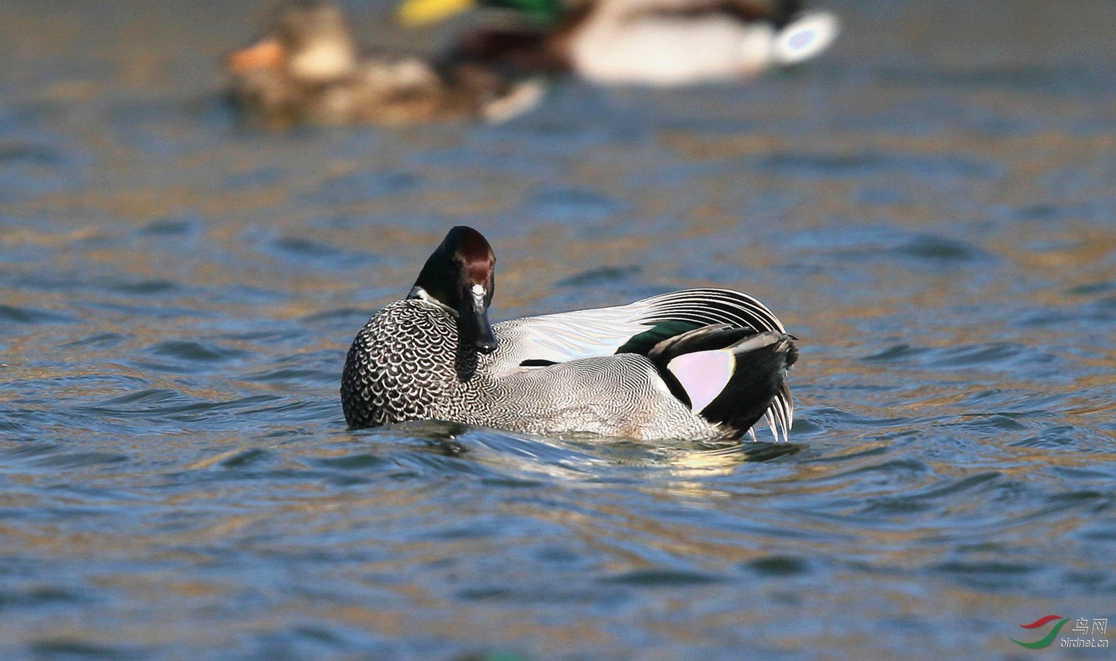 DJ4W1166_��������Ѽ.jpg