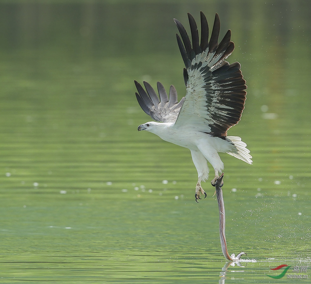 DO5890 ���� A1 ����catch fish.jpg