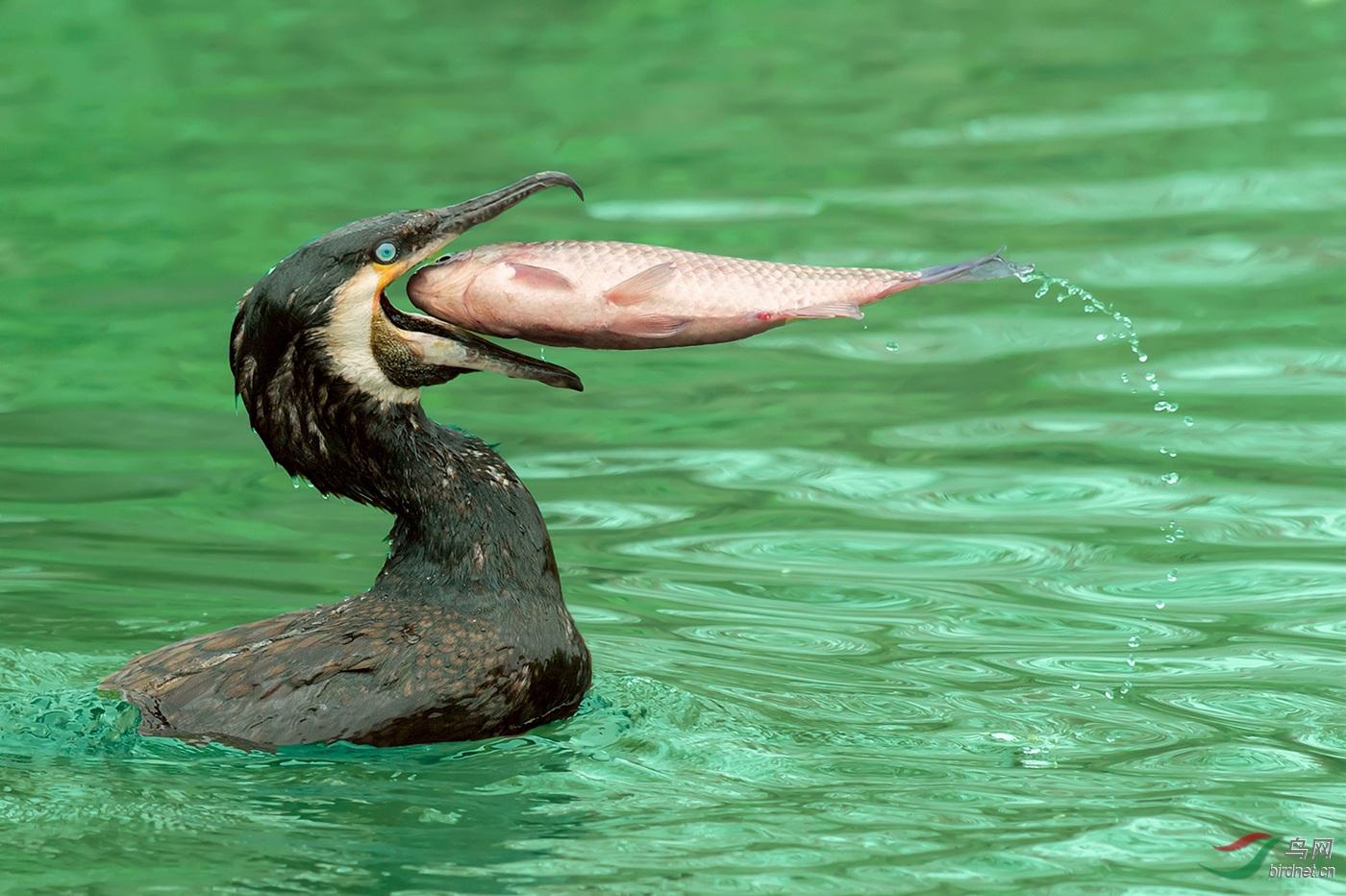 DO5890 ��˳�� A1 ���̻���wolf.jpg