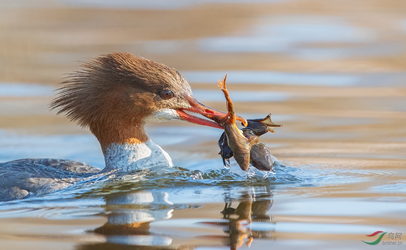 DO5890 �ƶ��� A1 �óԳ�˫Delicious in pairs.jpg