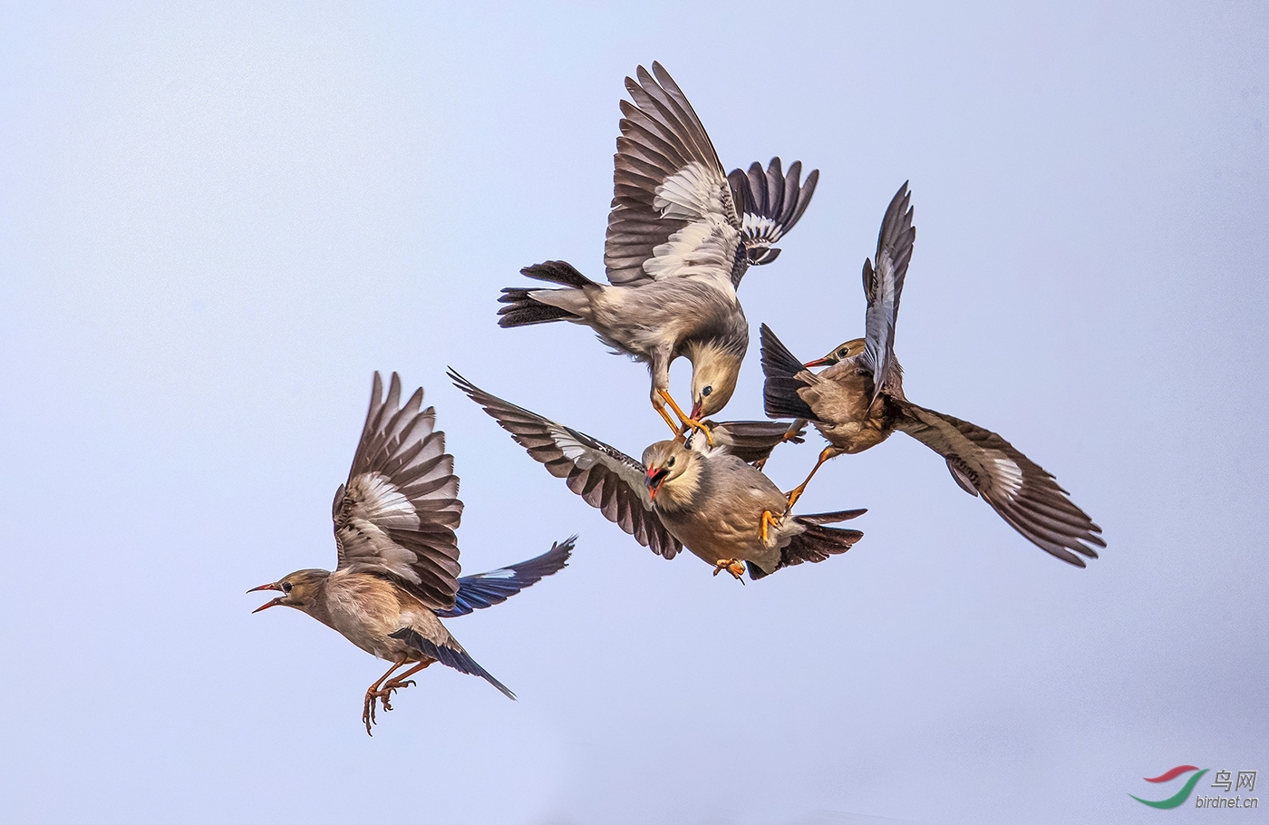 DO5890 ������ A1 ���м�սAce online.jpg