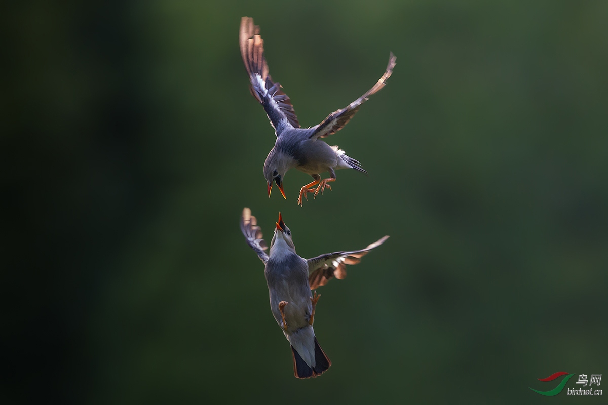 DO5890 ���� A1 ��Fight.jpg