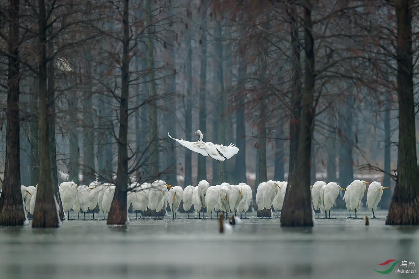 DO5890 ������ A2 ��԰paradise.jpg