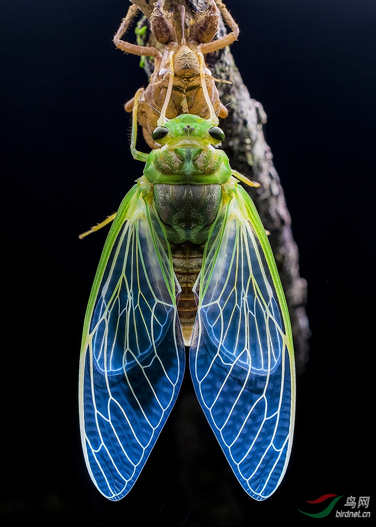 DO5890 ŷ�� B2 ����ѿ�Metamorphosis.jpg