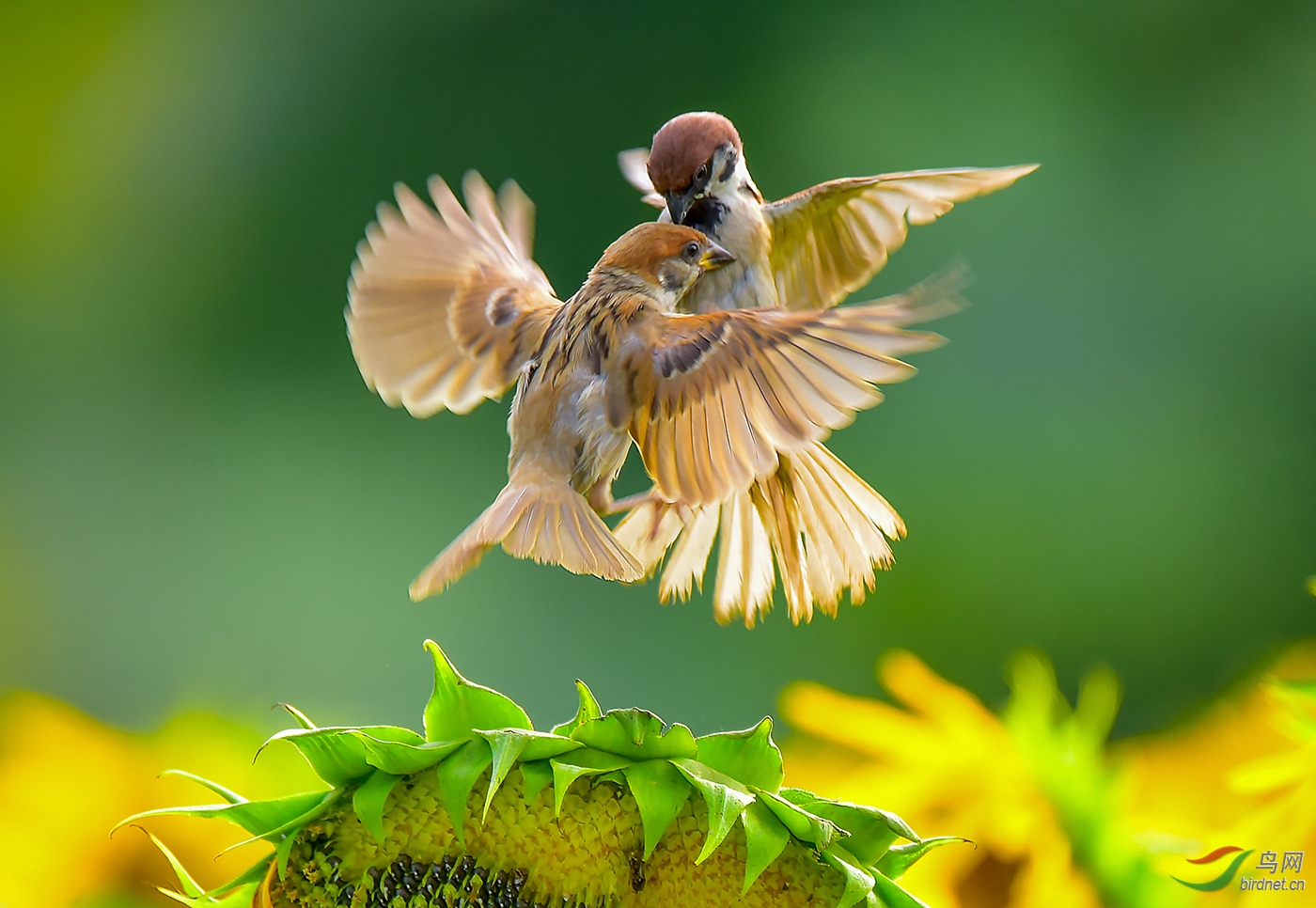 DO5890 ��־�� B2 ӵ��embrace.jpg