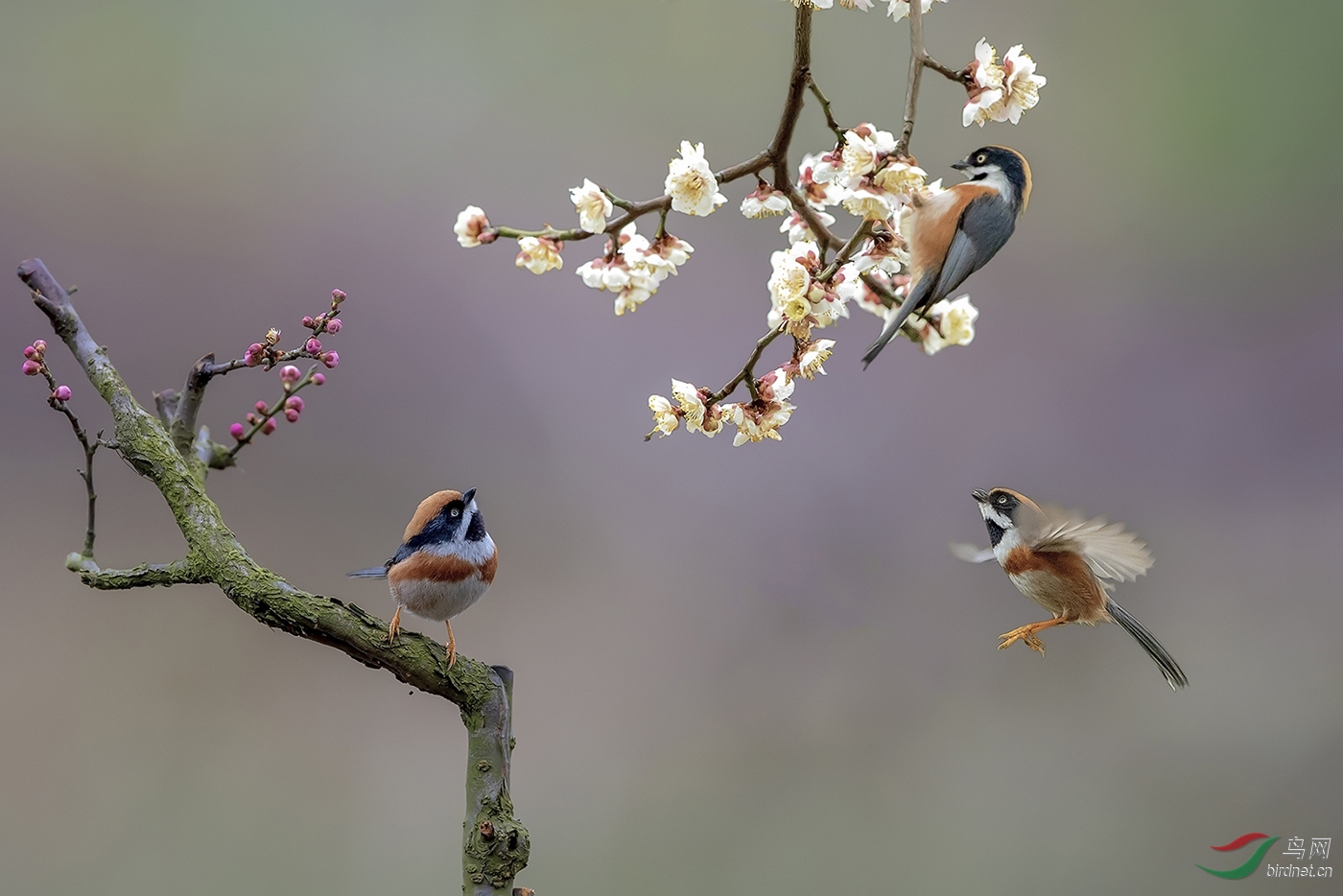 DO5890 Ҧ���� B2 ֦ͷ�뻭Branch into the painting.jpeg