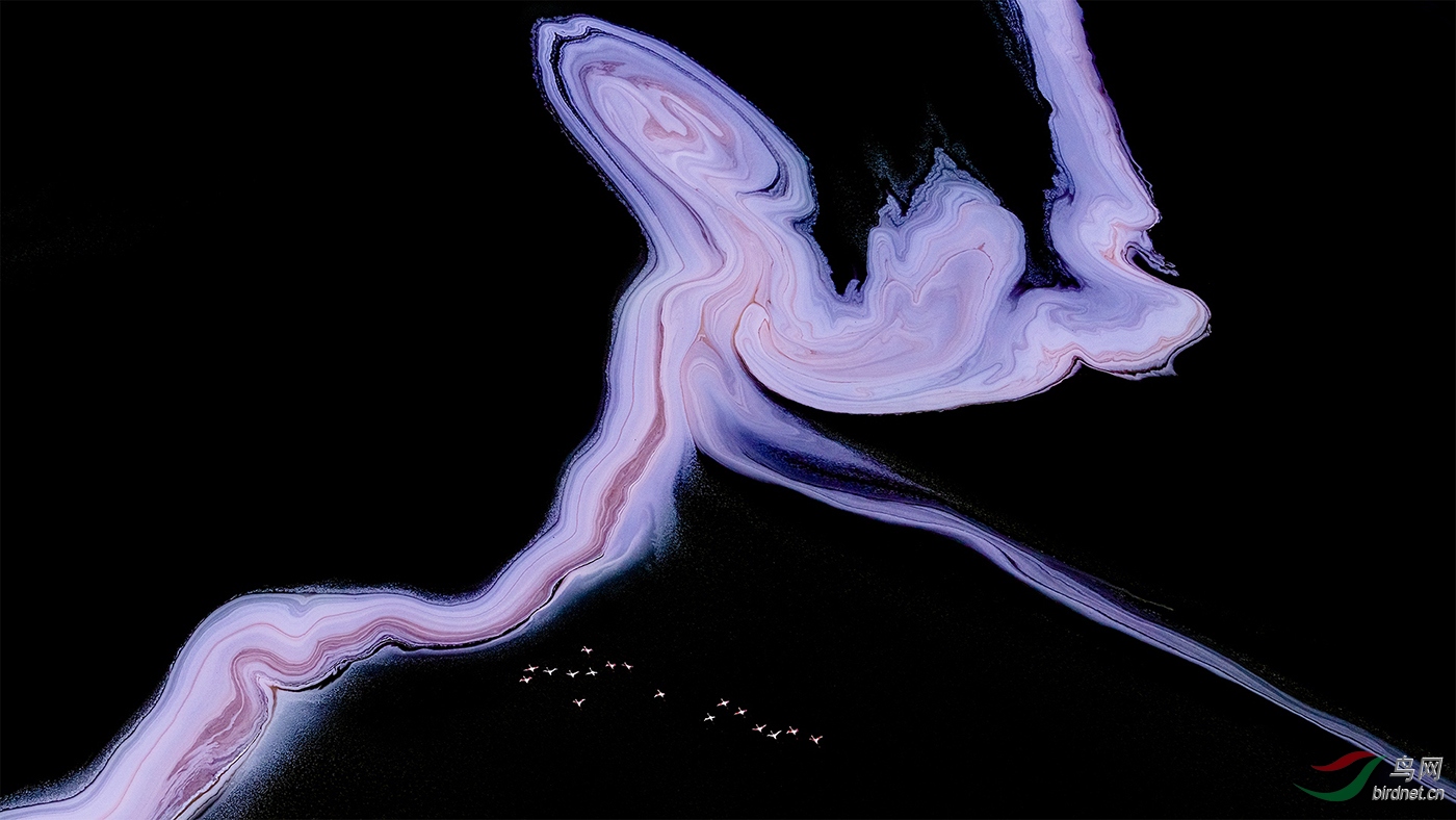 DO5890 Ҷ���� B2 ��צ�㣿Octopus.jpg