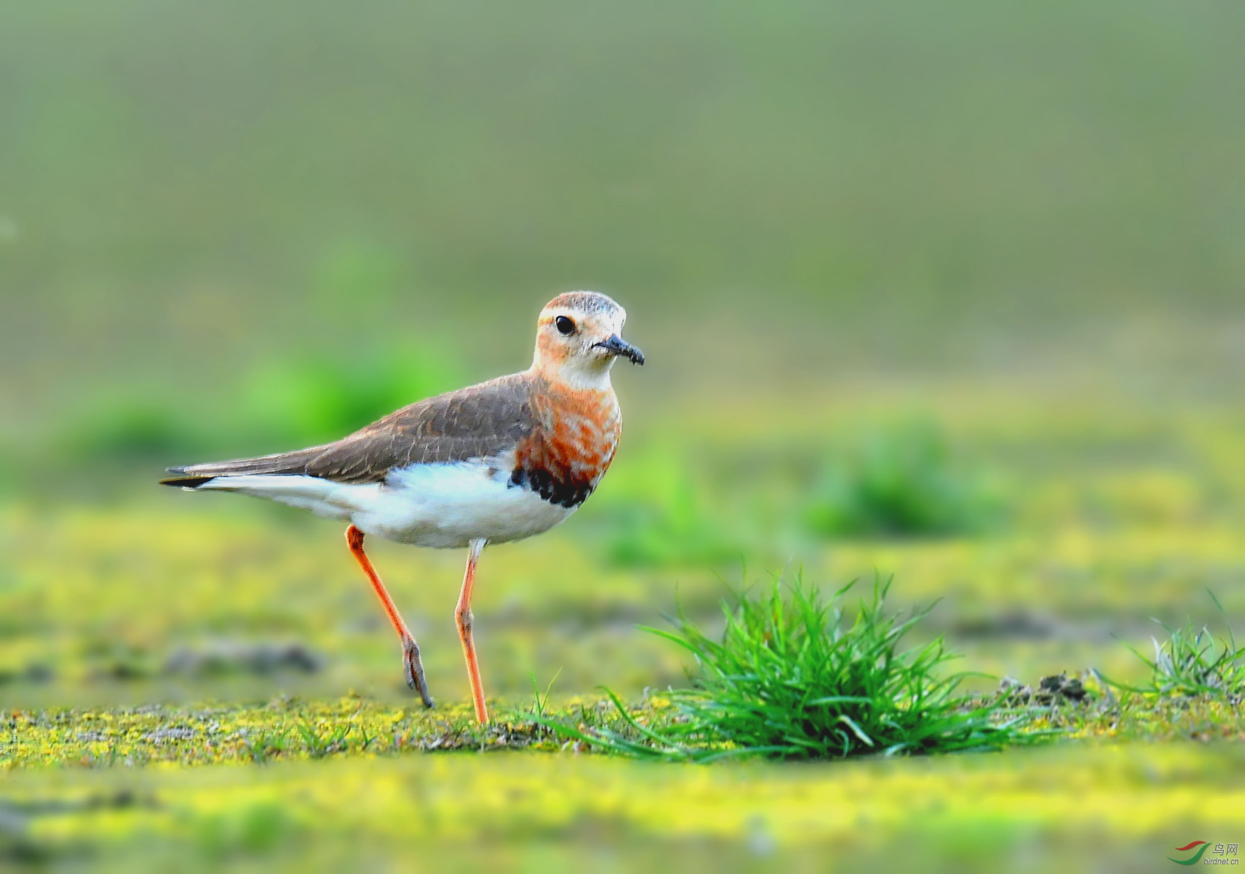 鸻中美男子——东方鸻