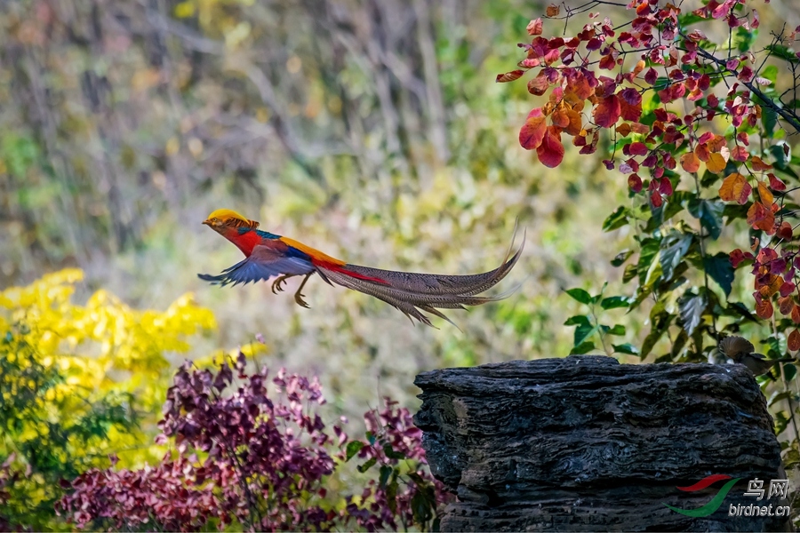 DSC_1096_����_����.jpg