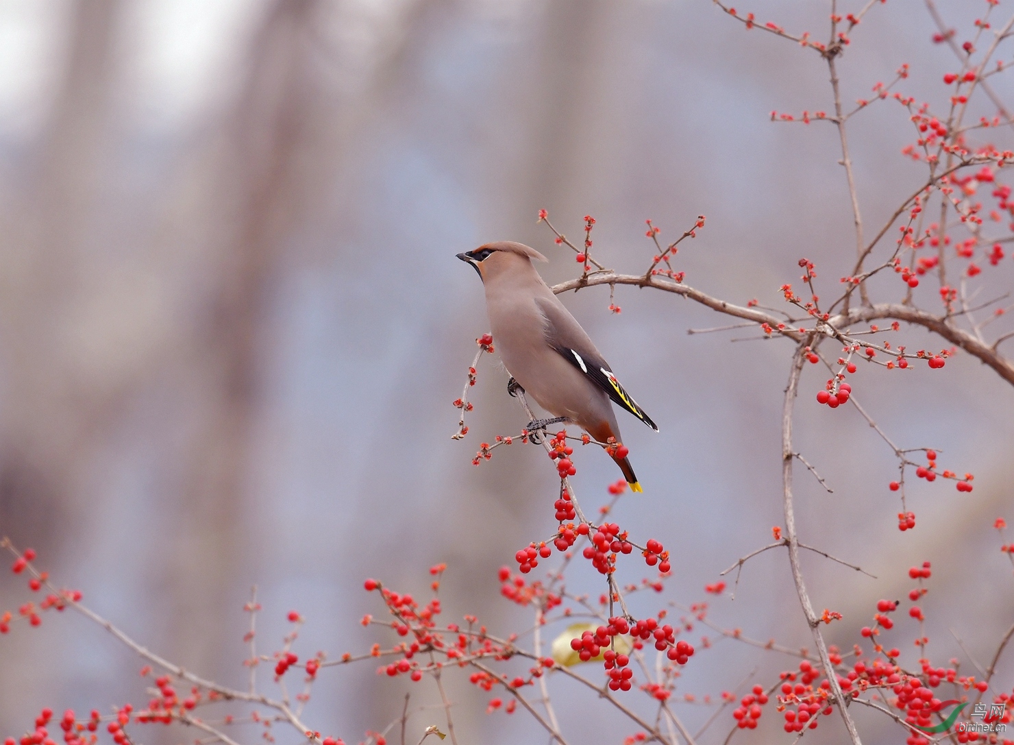 DSC_6132.jpg