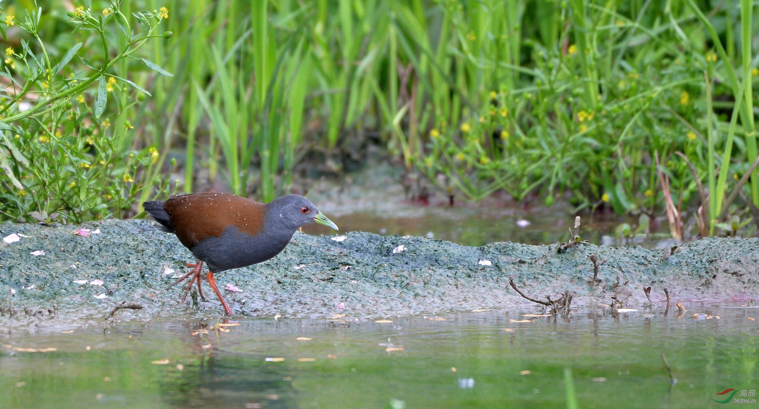 池塘边觅食的棕背田鸡